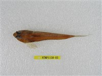 藏品(臺灣(魚銜))的圖片